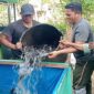 Satuan Tugas (Satgas) TMMD ke-129 Kodim 0102/Pidie menebar bibit ikan lele dan mengisi kandang ayam petelur yang telah selesai dibangun di lima lokasi rumah tidak layak huni (RTLH) yang telah rampung direhabilitasi, di Desa Lhok Panah, Kecamatan Sakti, Kabupaten Pidie, Rabu (12/8/2026).