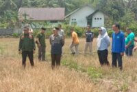Bupati Bangkep Rusli Moidady meninjau lokasi persawahan yang melanda Tinangkung Selatan akibat kemarau panjang serta menginstruksikan pembuatan sumur bor. (Ft: ist)