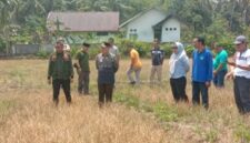 Bupati Bangkep Rusli Moidady meninjau lokasi persawahan yang melanda Tinangkung Selatan akibat kemarau panjang serta menginstruksikan pembuatan sumur bor. (Ft: ist)