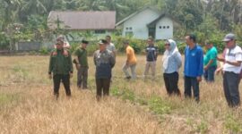 Bupati Bangkep Rusli Moidady meninjau lokasi persawahan yang melanda Tinangkung Selatan akibat kemarau panjang serta menginstruksikan pembuatan sumur bor. (Ft: ist)