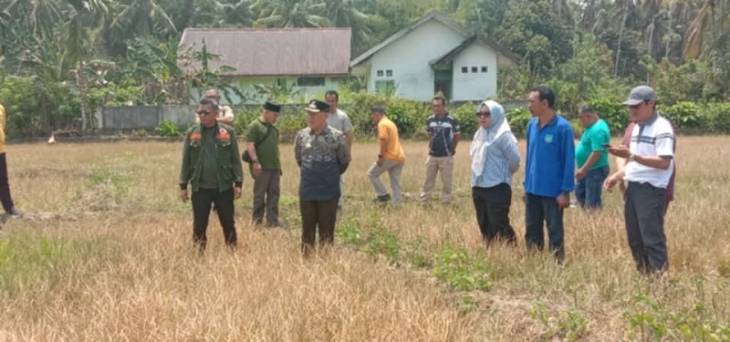 Bupati Bangkep Rusli Moidady meninjau lokasi persawahan yang melanda Tinangkung Selatan akibat kemarau panjang serta menginstruksikan pembuatan sumur bor. (Ft: ist)