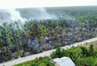 Kebakaran areal perkebunan kelapa di Desa Sungai Luar, Kecamatan Batang Tuaka, Kabupaten Indragiri Hilir pada Minggu (13/9/2026). (Mcr)