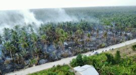Kebakaran areal perkebunan kelapa di Desa Sungai Luar, Kecamatan Batang Tuaka, Kabupaten Indragiri Hilir pada Minggu (13/9/2026). (Mcr)