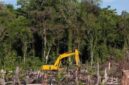 Penyidik Subdit IV Ditreskrimsus Polda Riau menetapkan pria berinisial N alias B yang terbukti merambah 111,77 hektare kawasan lindung mangrove di Kecamatan Sungai Sembilan, Kota Dumai. (Ilustrasi : RanahRiau)
