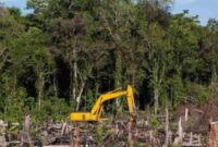 Penyidik Subdit IV Ditreskrimsus Polda Riau menetapkan pria berinisial N alias B yang terbukti merambah 111,77 hektare kawasan lindung mangrove di Kecamatan Sungai Sembilan, Kota Dumai. (Ilustrasi : RanahRiau)
