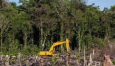 Penyidik Subdit IV Ditreskrimsus Polda Riau menetapkan pria berinisial N alias B yang terbukti merambah 111,77 hektare kawasan lindung mangrove di Kecamatan Sungai Sembilan, Kota Dumai. (Ilustrasi : RanahRiau)
