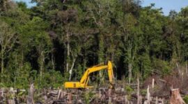 Penyidik Subdit IV Ditreskrimsus Polda Riau menetapkan pria berinisial N alias B yang terbukti merambah 111,77 hektare kawasan lindung mangrove di Kecamatan Sungai Sembilan, Kota Dumai. (Ilustrasi : RanahRiau)
