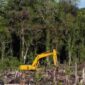 Penyidik Subdit IV Ditreskrimsus Polda Riau menetapkan pria berinisial N alias B yang terbukti merambah 111,77 hektare kawasan lindung mangrove di Kecamatan Sungai Sembilan, Kota Dumai. (Ilustrasi : RanahRiau)

