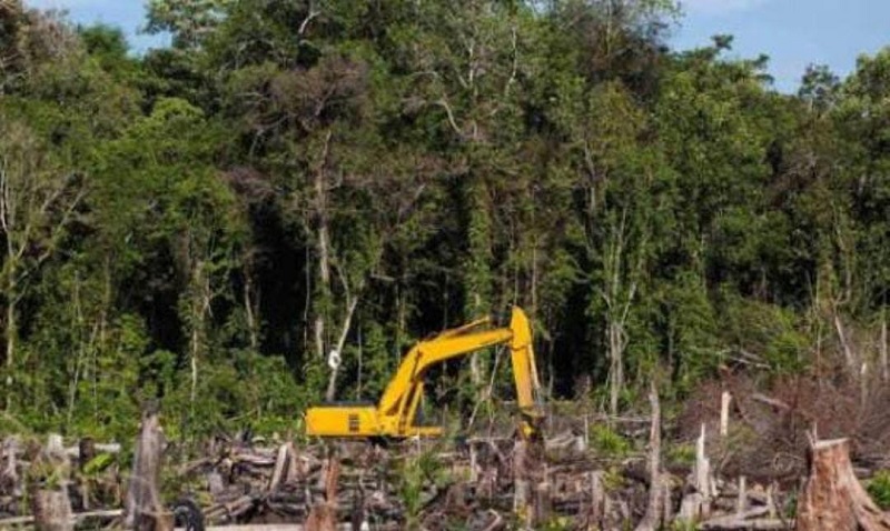 Penyidik Subdit IV Ditreskrimsus Polda Riau menetapkan pria berinisial N alias B yang terbukti merambah 111,77 hektare kawasan lindung mangrove di Kecamatan Sungai Sembilan, Kota Dumai. (Ilustrasi : RanahRiau)