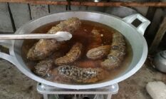 Rahasia Olah Gamat Berkualitas Nilai Jual Tembus Jutaan