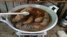 Proses perburuan teripang/gamat yang benar dan berkualitas. Minggu (18/10/2026) Dok: Awalludin/ Bedainnews.com